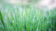 Nature grass Plants depth