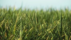 Nature grass Plants depth of field