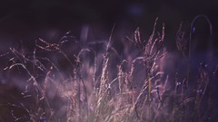 Nature grass Plants flora