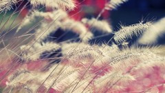 Nature grass Plants fluffy