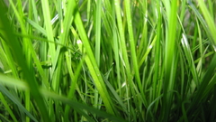 Nature grass Plants herbe