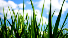 Nature grass Plants macro