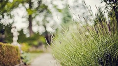 Nature grass Plants Parks bokeh depth of field