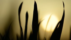 Nature grass Plants silhouettes