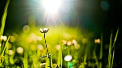 Nature grass Plants sunny bokeh sunlight