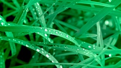 Nature grass Plants water