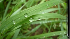 Nature grass Plants water