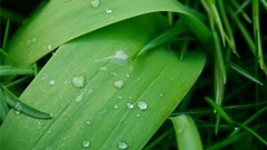 Nature grass Plants water drops raindrops