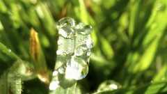 Nature grass rain natural water drops raindrops
