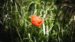 Nature grass red Poppies fields