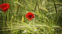 Nature grass red Poppies fields