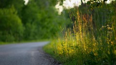 Nature grass roads