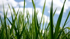 Nature grass room bugs