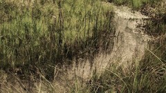 Nature grass scene rivers