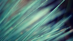 Nature grass silence wet blurred water drops cyan