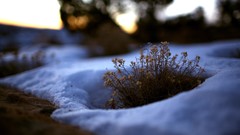 Nature grass snow depth of field