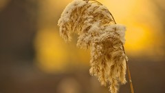 Nature grass snow flora
