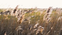 Nature grass spikelets