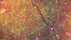 Nature grass spring ground photo filters