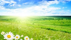 Nature grass spring prairie sunny
