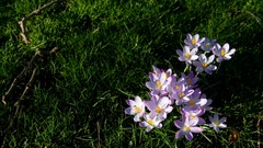 Nature grass spring white flowers