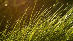 Nature grass summer wind sunlight