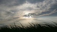 Nature grass sun clouds skies