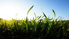 Nature grass sun dawn