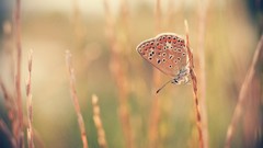 Nature grass sun summer Butterflies sunlight