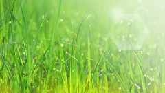 Nature grass sunlight