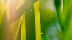 Nature grass sunlight
