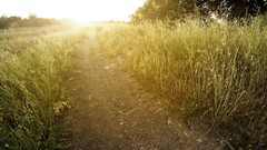 Nature grass sunlight