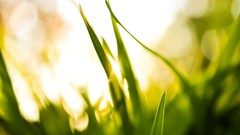 Nature grass sunlight