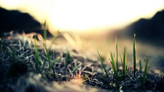 Nature grass sunlight low-angle shot depth of field