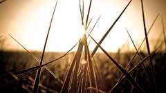 Nature grass sunlight macro