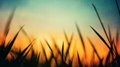 nature grass sunset orange blue macro silhouette outdoors Plants