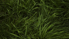 Nature grass Textures Plants