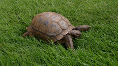 Nature grass turtles