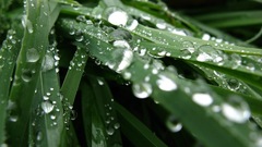 Nature grass water drops