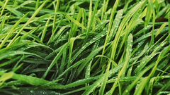 Nature grass water drops