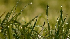 Nature grass water drops