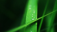 Nature grass water drops