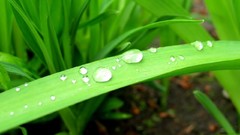Nature grass water drops