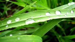 Nature grass water drops