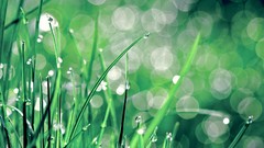 Nature grass water drops
