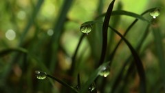 Nature grass water drops