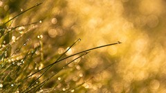 Nature grass water drops