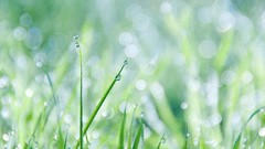 Nature grass water drops