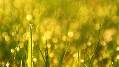 Nature grass water drops