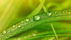 Nature grass water drops